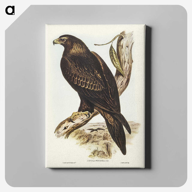 2-38_John-Gould_canvas