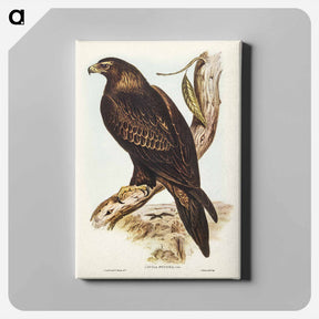 アートパネル-Wedge-tailed Eagle
 - ジョン グールド Canvas.