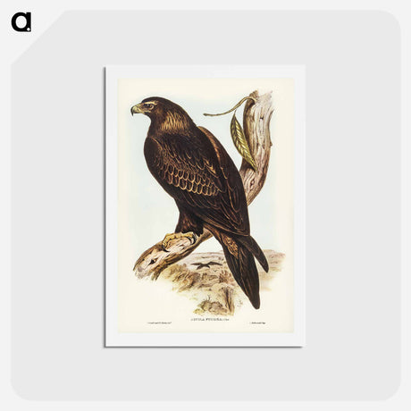 アートポストカード-Wedge-tailed Eagle
 - ジョン グールド Postcard.