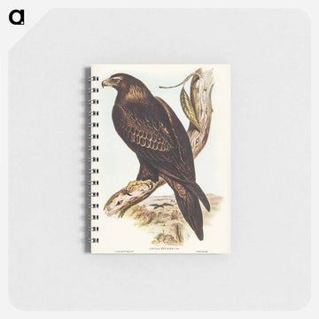 Wedge-tailed Eagle
 - ジョン グールド Memo.