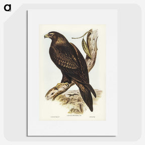2-38_John-Gould_picture