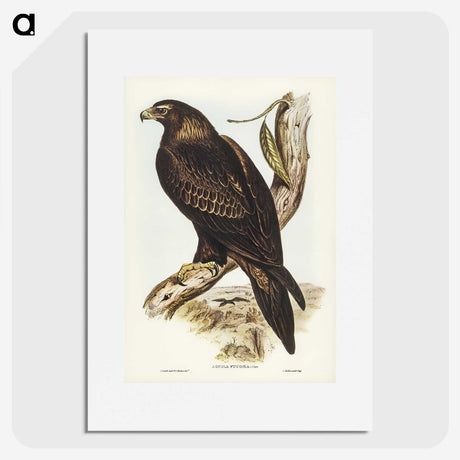 2-38_John-Gould_picture
