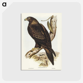 2-38_John-Gould_postcard
