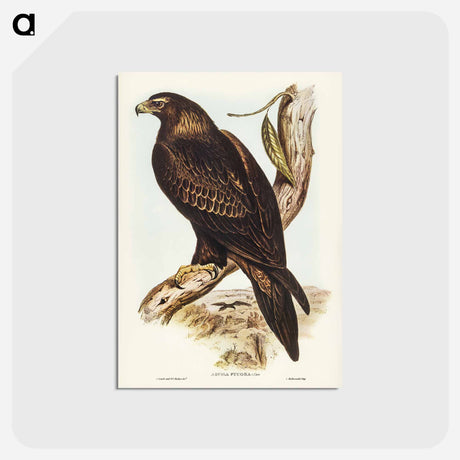 アートポストカード-Wedge-tailed Eagle
 - ジョン グールド Postcard.