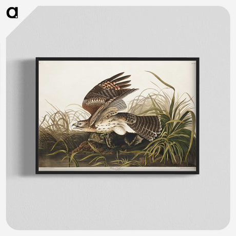 2-38_John-James-Audubon_blk-crop
