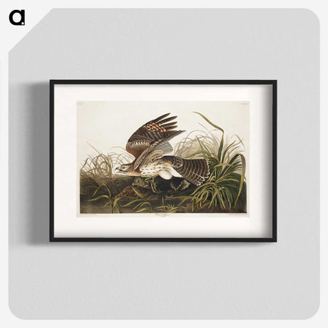 2-38_John-James-Audubon_blk