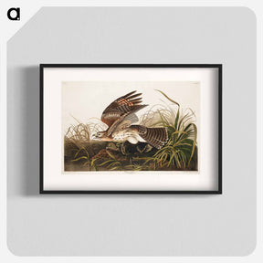 アートポスター-Winter Hawk
 - ジョン ジェームス オーデュボン Poster.