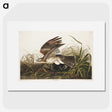 2-38_John-James-Audubon_picture