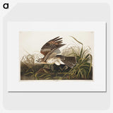 2-38_John-James-Audubon_picture
