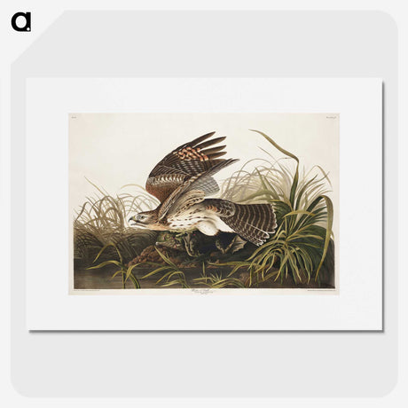 2-38_John-James-Audubon_picture
