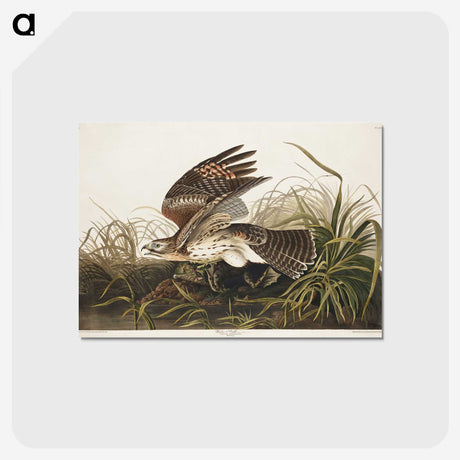 2-38_John-James-Audubon_postcard