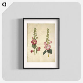 アートポスター-Alcea rosea (garden hollyhock)
 - マリア ジビーラ メーリアン Poster.