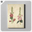 2-38_Maria-Sibylla-Merian_canvas