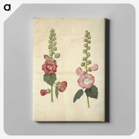 2-38_Maria-Sibylla-Merian_canvas