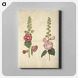 アートパネル-Alcea rosea (garden hollyhock)
 - マリア ジビーラ メーリアン Canvas.
