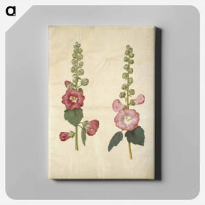 アートパネル-Alcea rosea (garden hollyhock)
 - マリア ジビーラ メーリアン Canvas.