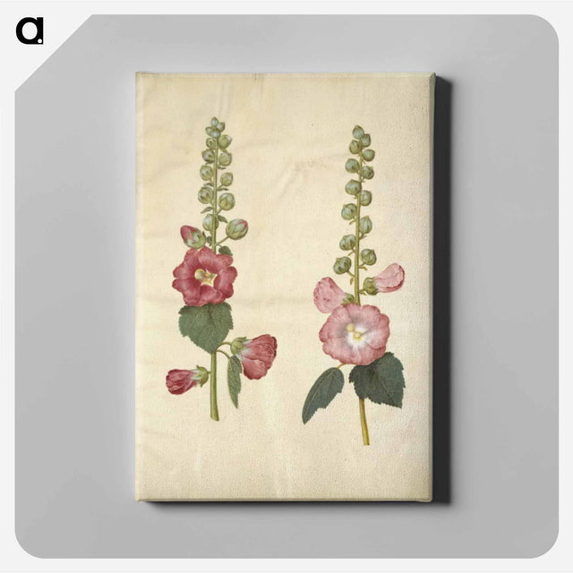 アートパネル-Alcea rosea (garden hollyhock)
 - マリア ジビーラ メーリアン Canvas.