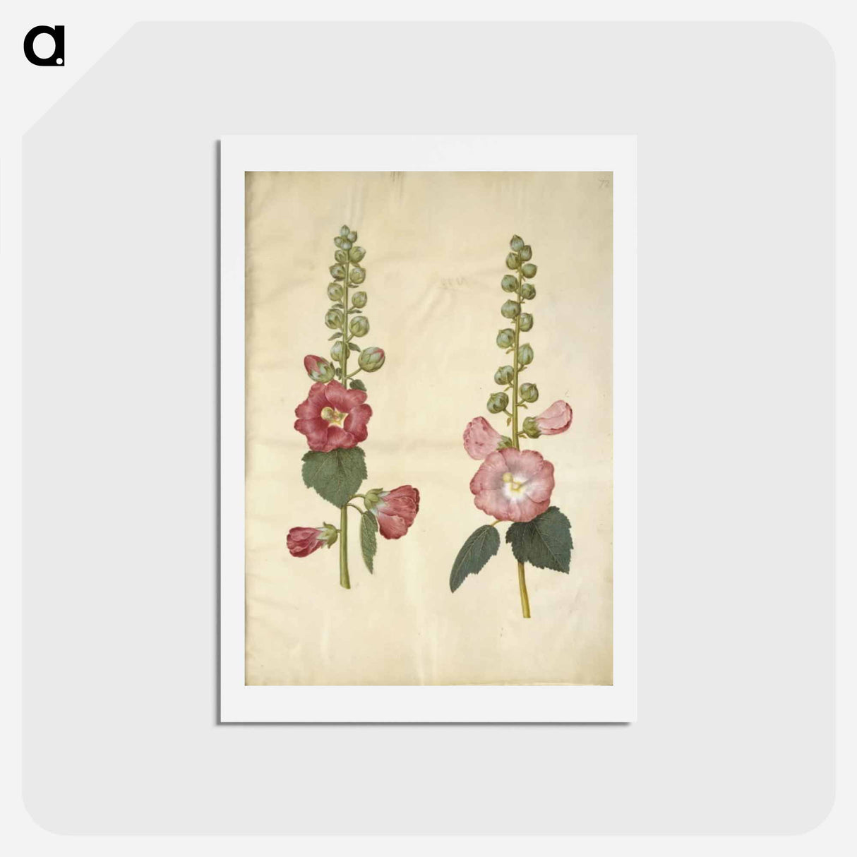 アートポストカード-Alcea rosea (garden hollyhock)
 - マリア ジビーラ メーリアン Postcard.