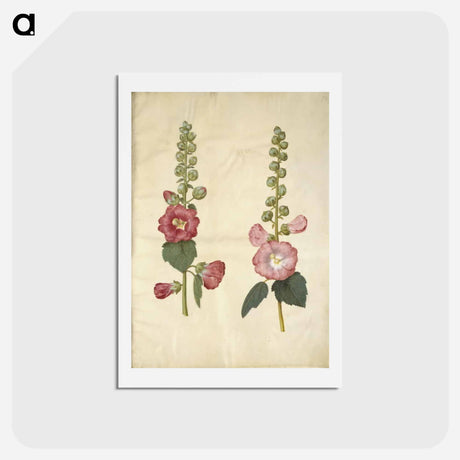 アートポストカード-Alcea rosea (garden hollyhock)
 - マリア ジビーラ メーリアン Postcard.