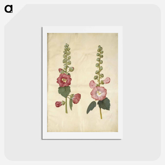アートポストカード-Alcea rosea (garden hollyhock)
 - マリア ジビーラ メーリアン Postcard.