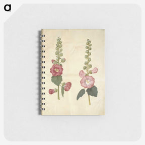 2-38_Maria-Sibylla-Merian_memo