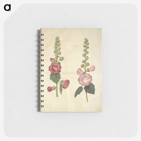 2-38_Maria-Sibylla-Merian_memo