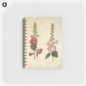 アートメモ帳-Alcea rosea (garden hollyhock)
 - マリア ジビーラ メーリアン Memo.