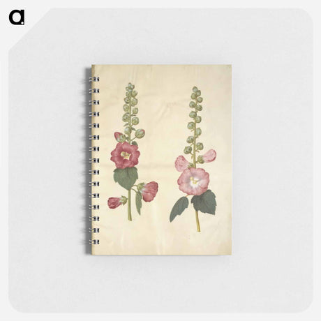 アートメモ帳-Alcea rosea (garden hollyhock)
 - マリア ジビーラ メーリアン Memo.