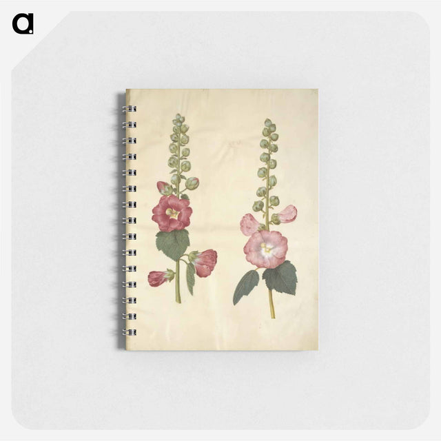 アートメモ帳-Alcea rosea (garden hollyhock)
 - マリア ジビーラ メーリアン Memo.