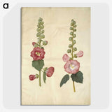 2-38_Maria-Sibylla-Merian_picture-crop
