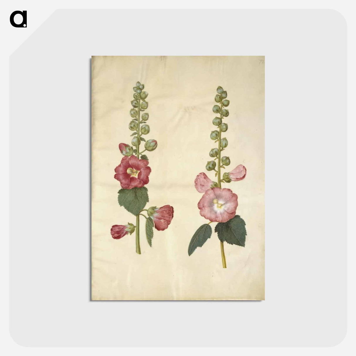 アートポストカード-Alcea rosea (garden hollyhock)
 - マリア ジビーラ メーリアン Postcard.