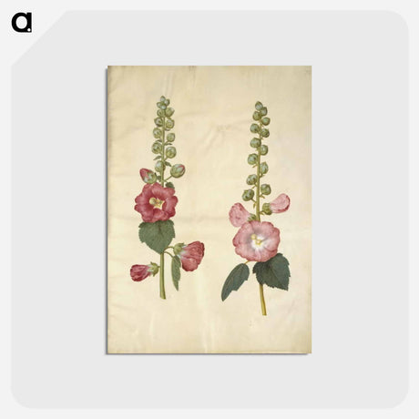 アートポストカード-Alcea rosea (garden hollyhock)
 - マリア ジビーラ メーリアン Postcard.