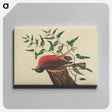 アートパネル-The Fieldfare of Carolina
 - マーク ケイツビー Canvas.