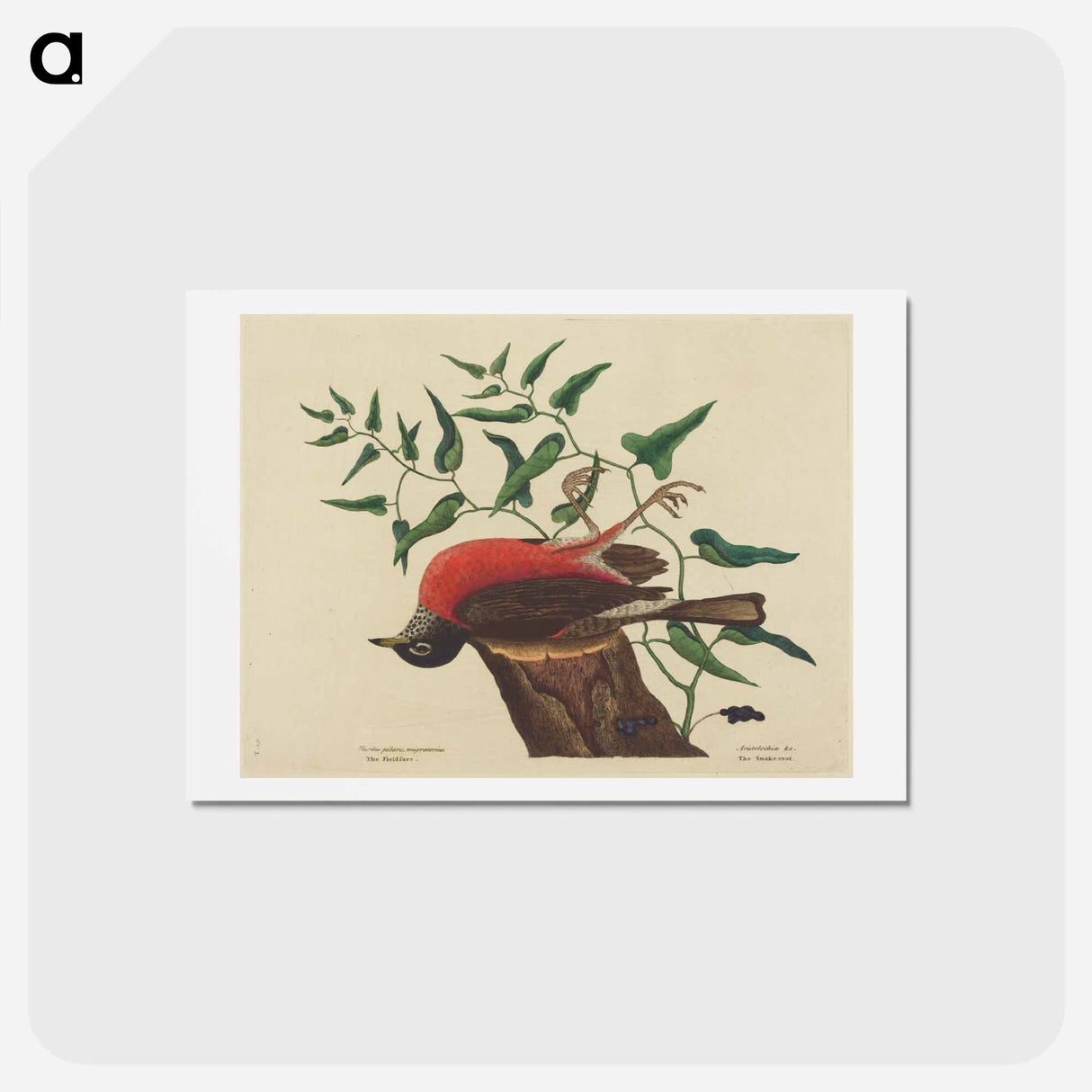 アートポストカード-The Fieldfare of Carolina
 - マーク ケイツビー Postcard.