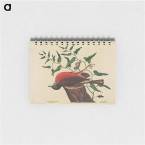 アートメモ帳-The Fieldfare of Carolina
 - マーク ケイツビー Memo.