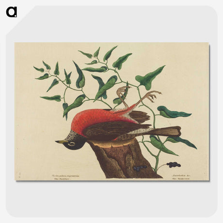 2-38_Mark-Catesby_picture-crop
