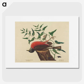 2-38_Mark-Catesby_picture