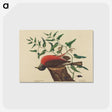 2-38_Mark-Catesby_postcard