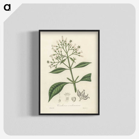 2-38_Medical-Botany_blk-crop