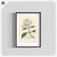 アートポスター-Cinchona condaminea Illustration
 - 薬用植物学 Poster.