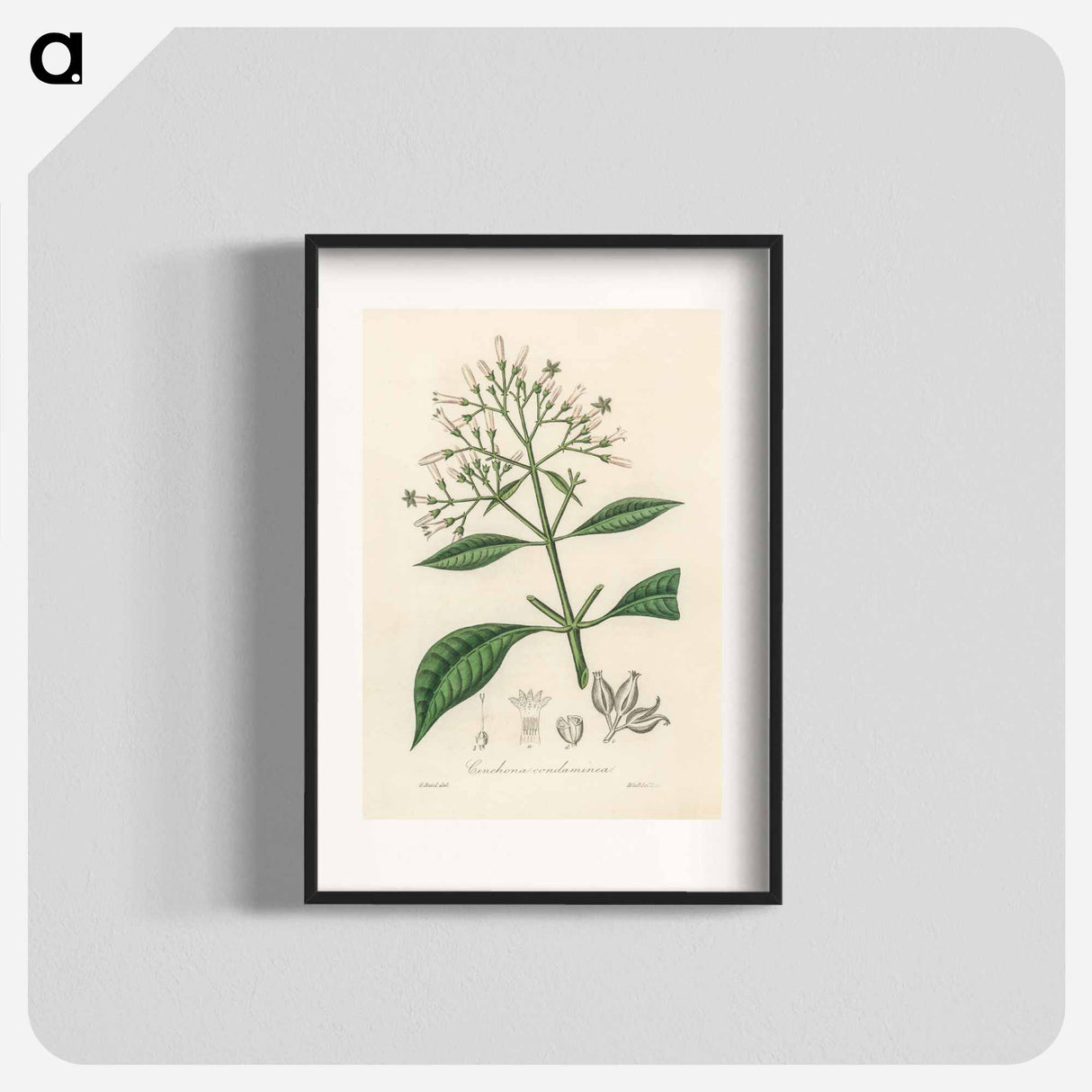 アートポスター-Cinchona condaminea Illustration
 - 薬用植物学 Poster.