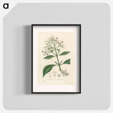 アートポスター-Cinchona condaminea Illustration
 - 薬用植物学 Poster.
