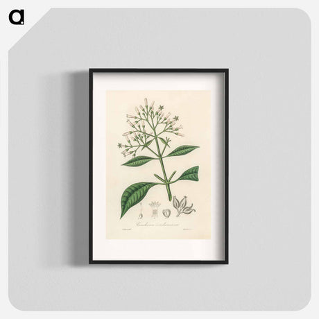 アートポスター-Cinchona condaminea Illustration
 - 薬用植物学 Poster.