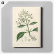 アートパネル-Cinchona condaminea Illustration
 - 薬用植物学 Canvas.