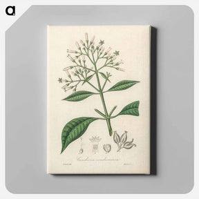 アートパネル-Cinchona condaminea Illustration
 - 薬用植物学 Canvas.