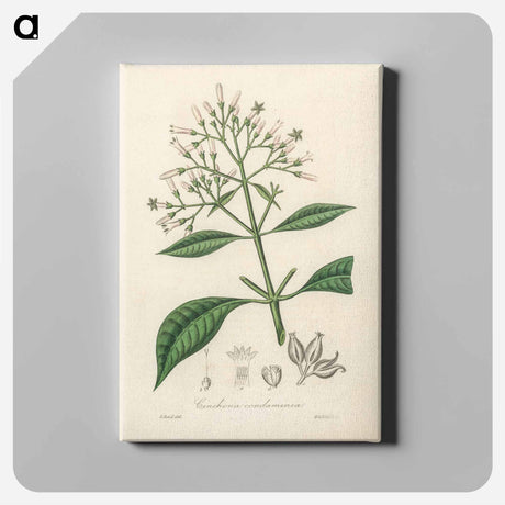 アートパネル-Cinchona condaminea Illustration
 - 薬用植物学 Canvas.
