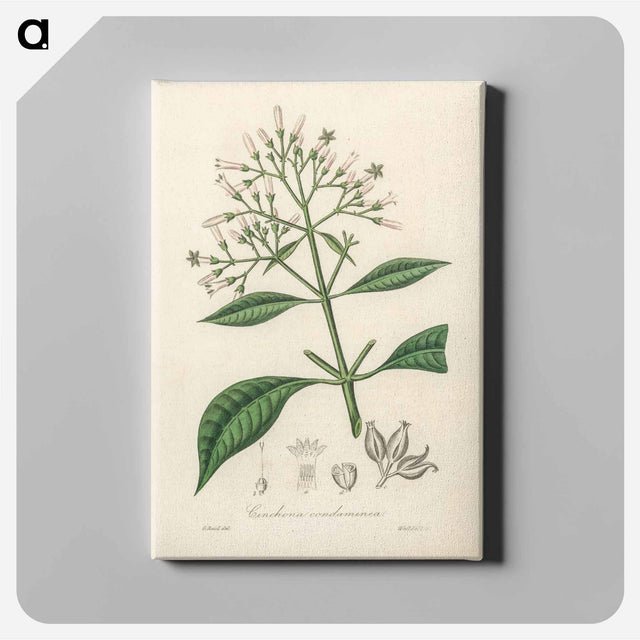 アートパネル-Cinchona condaminea Illustration
 - 薬用植物学 Canvas.