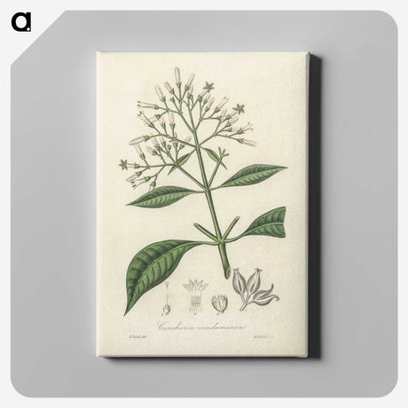 2-38_Medical-Botany_canvas