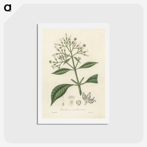 キナノキのイラスト - 薬用植物学 Postcard.