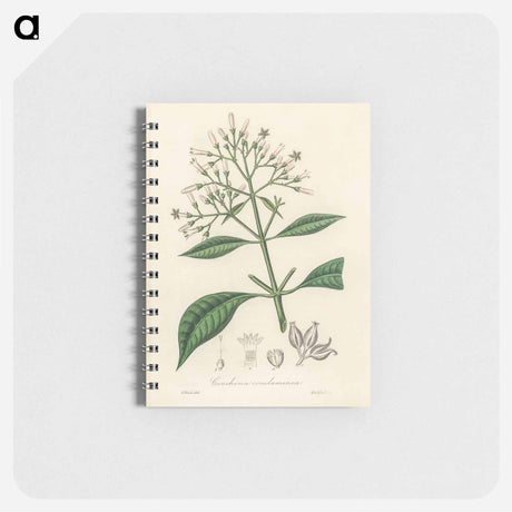アートメモ帳-Cinchona condaminea Illustration
 - 薬用植物学 Memo.